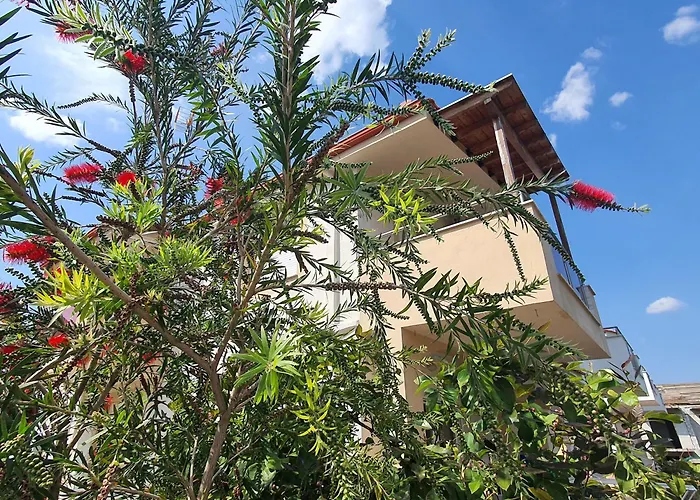 Callistemon Loft